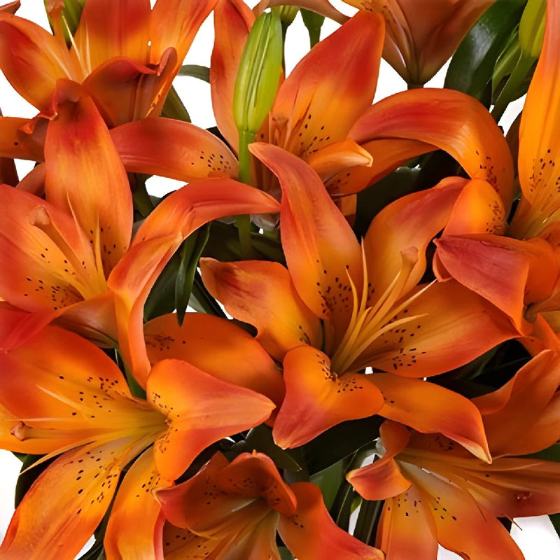 Blaze Orange Asiatic Lily