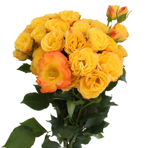 Yellow with Red Accents Spray Roses