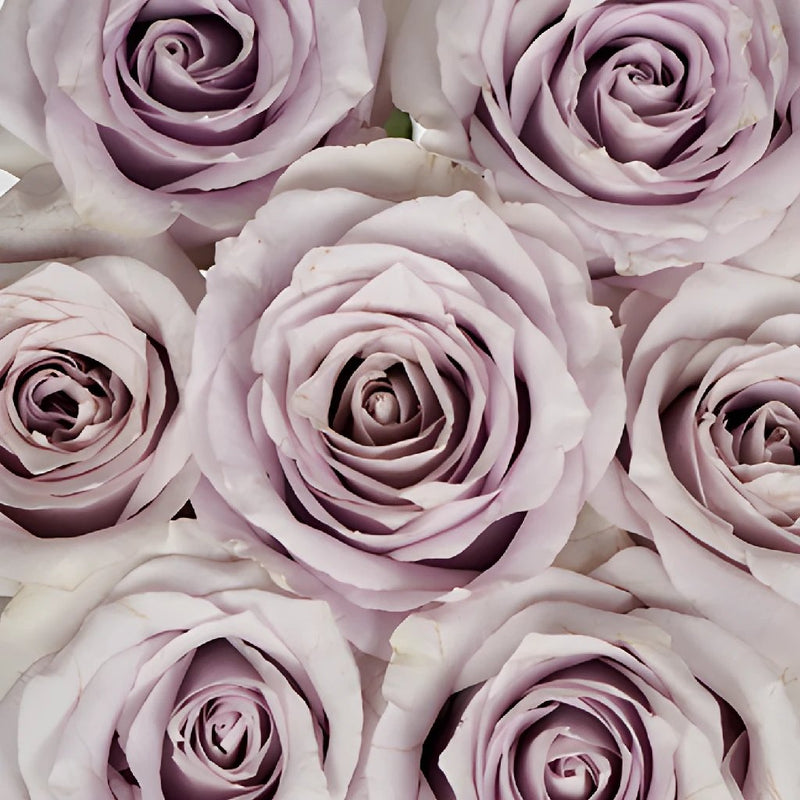 Whispers of Lavender Rose