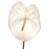 Anthurium Fair Maiden Tropical Flower