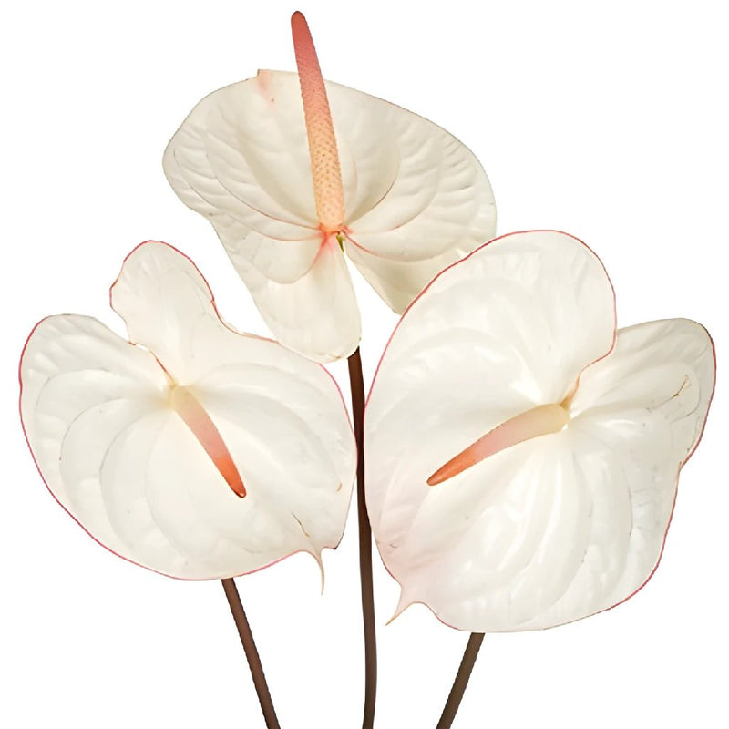 Anthurium Fair Maiden Tropical Flower