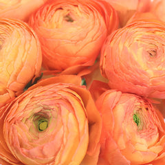 Buy Bulk Wholesale Ranunculus Flowers | FiftyFlowers