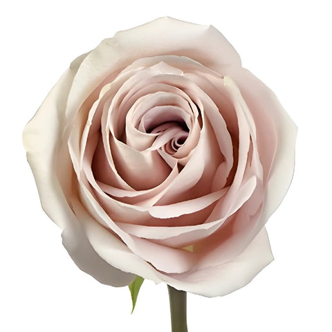 Blushing Beige Rose