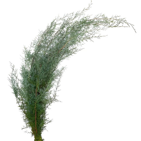 Carolina Sapphire Cypress Greenery