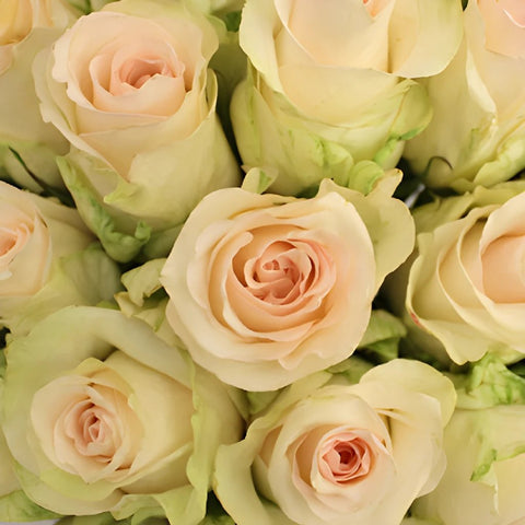 Senorita Blush Roses