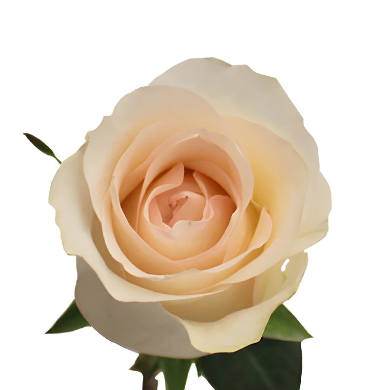Senorita Blush Roses