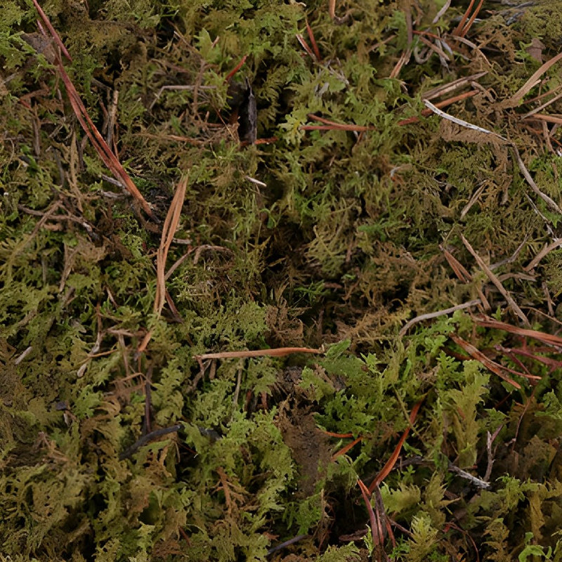 Bulk Fresh Sphagnum Moss