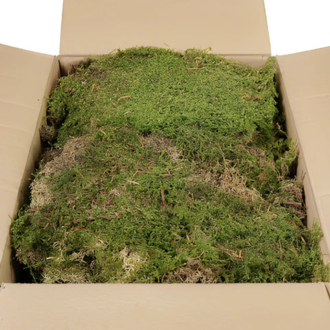 Dried Sheet Moss - Preserved Bulk Box Sheet Moss