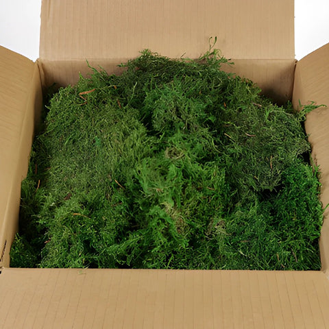 Bulk Wholesale Preserved Natural Sheet Moss Natural Green 
