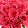Shocking Versilia Hot Pink Rose