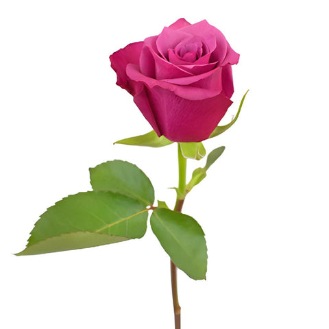 Shogun Purpleberry Rose
