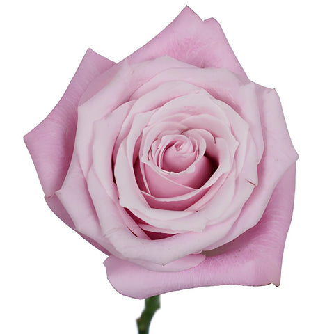 Bashful Pink Rose