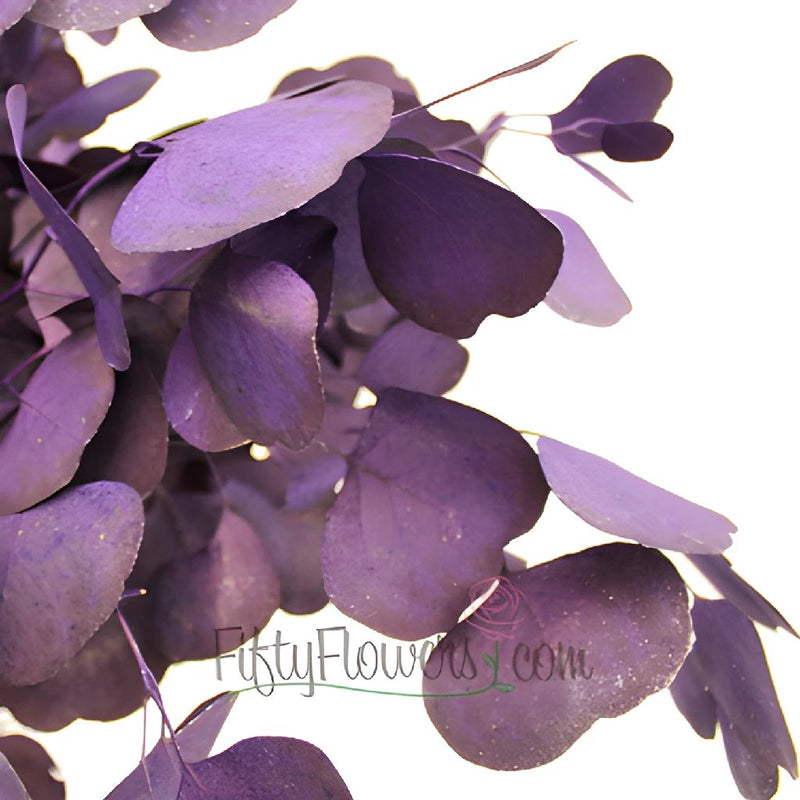 Purple Tinted Silver Dollar Eucalyptus