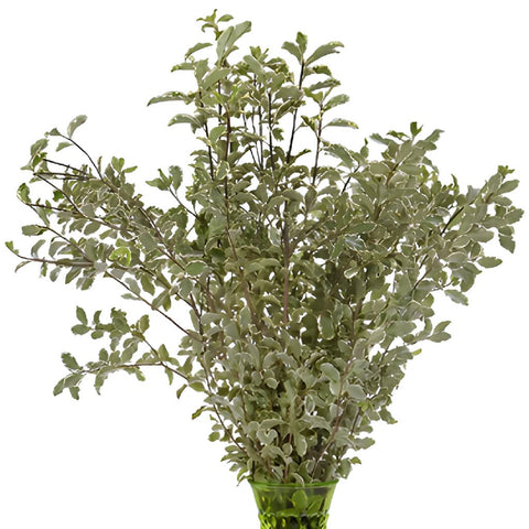 Wholesale greenery mini variegated pittosporum filler flower bunch