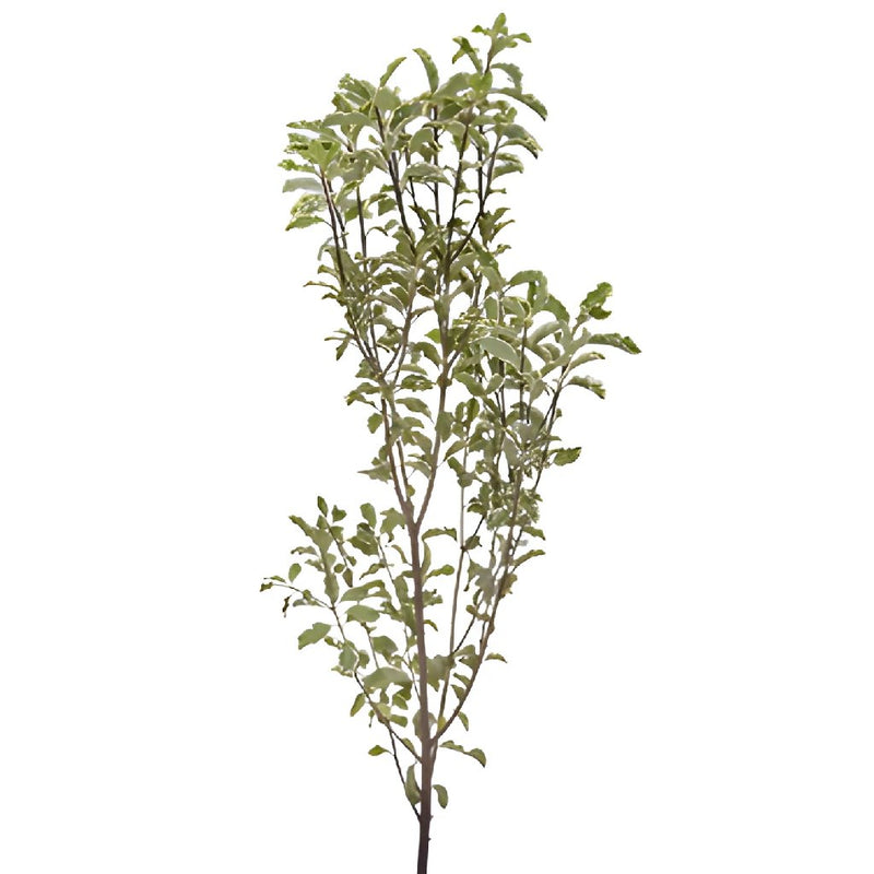 Single stem fresh cut mini variegated pittosporum sold as bulk