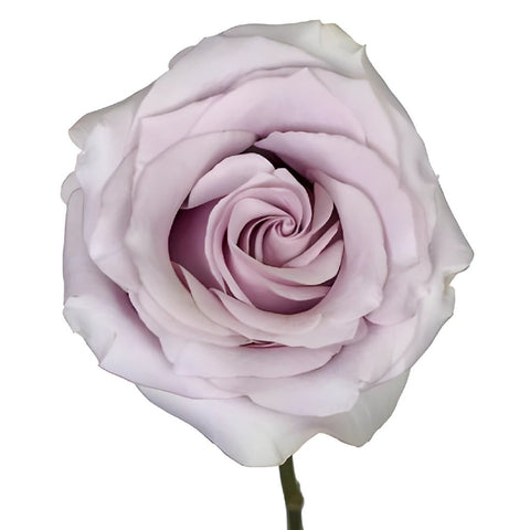 Mirror Ball Lavender Rose