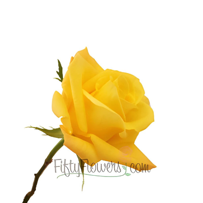 Skyline Yellow Rose