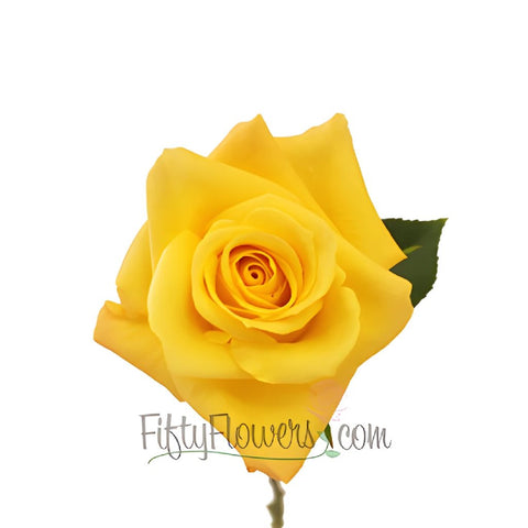 Skyline Yellow Rose