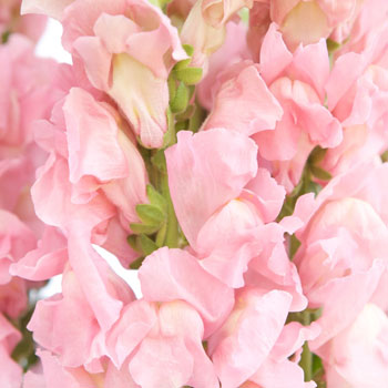 Snapdragon Light Pink Flower