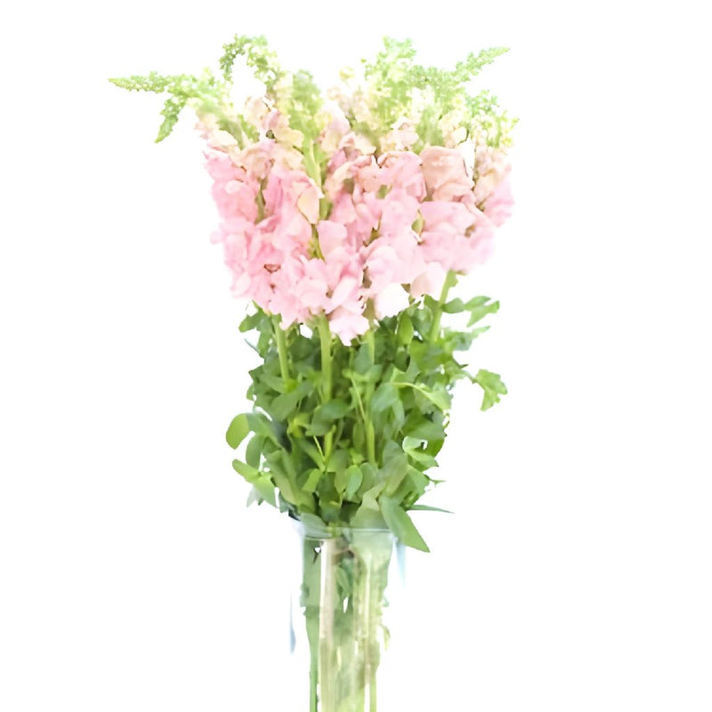 Bulk Mother\'s Day Snapdragon Light Pink Flower