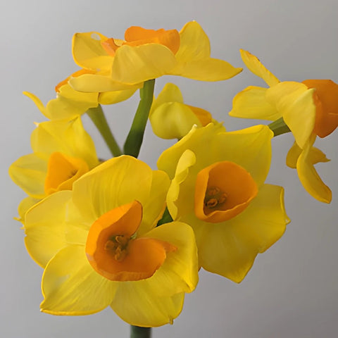 Love of Venus Daffodil