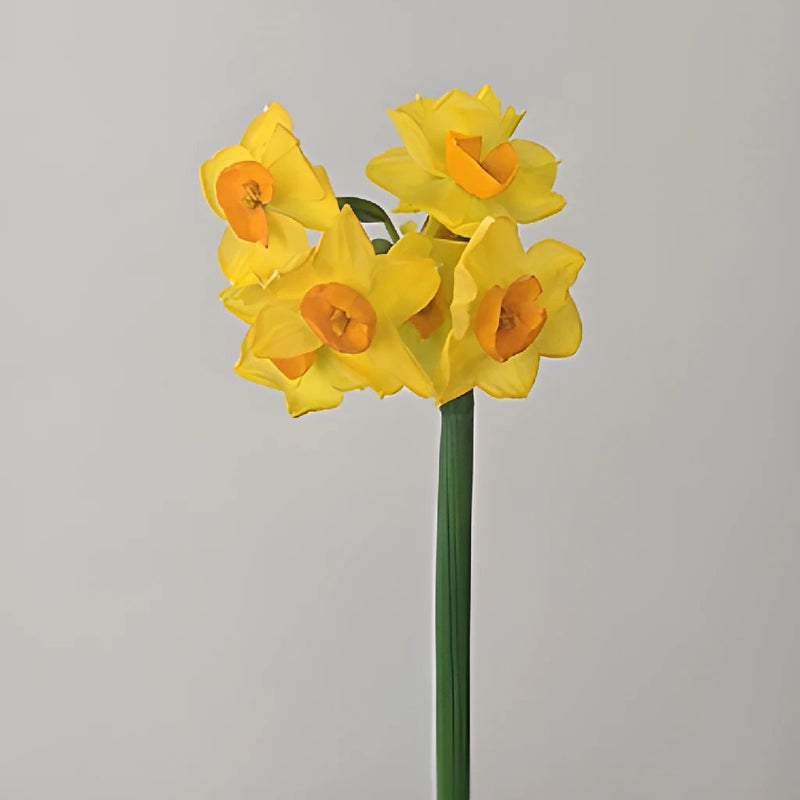 Love of Venus Daffodil