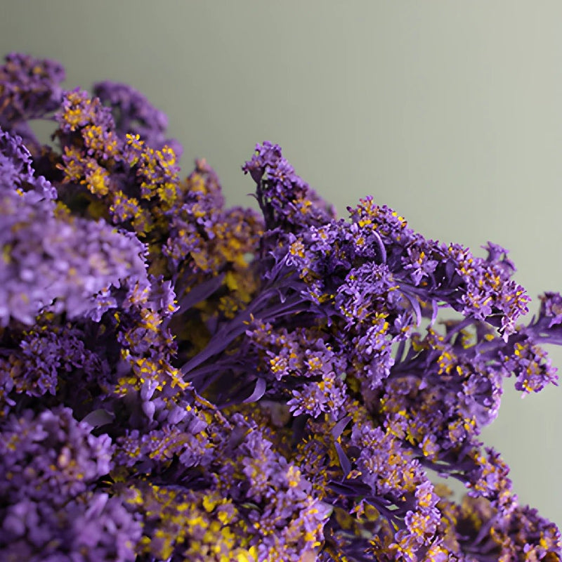 Amethyst Purple Tinted Solidago Flowers