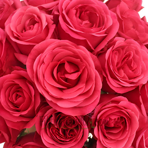 Solitaire Hot Raspberry Pink Rose