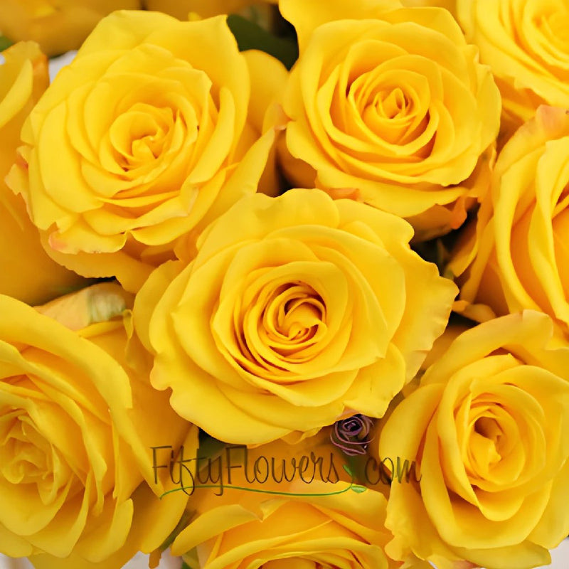 Sonrisa Golden Yellow Rose