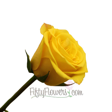 Sonrisa Golden Yellow Rose