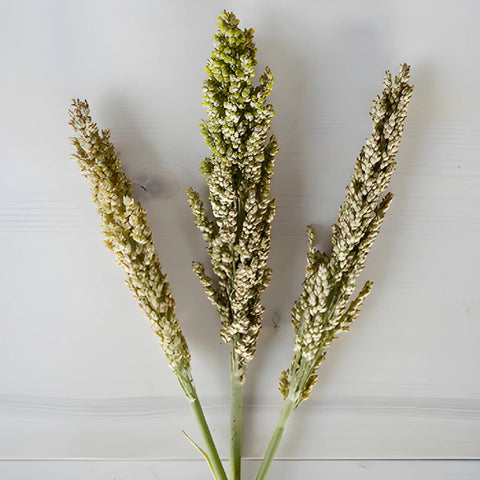 Sorghum Fresh Decorative Greenery