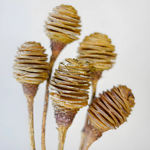 Dried Platys Spiral Cones
