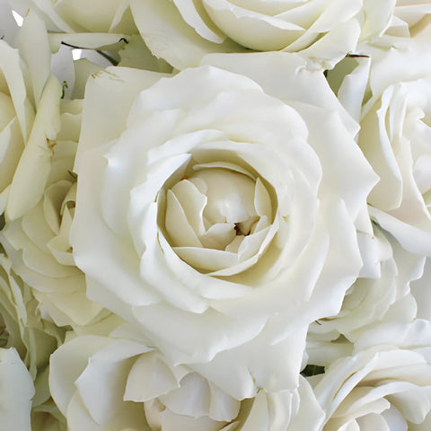 Creamy White Spray Rose Express Delivery