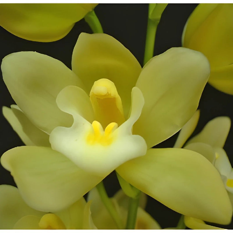 Mini Cymbidium Orchid Lemon Icicle