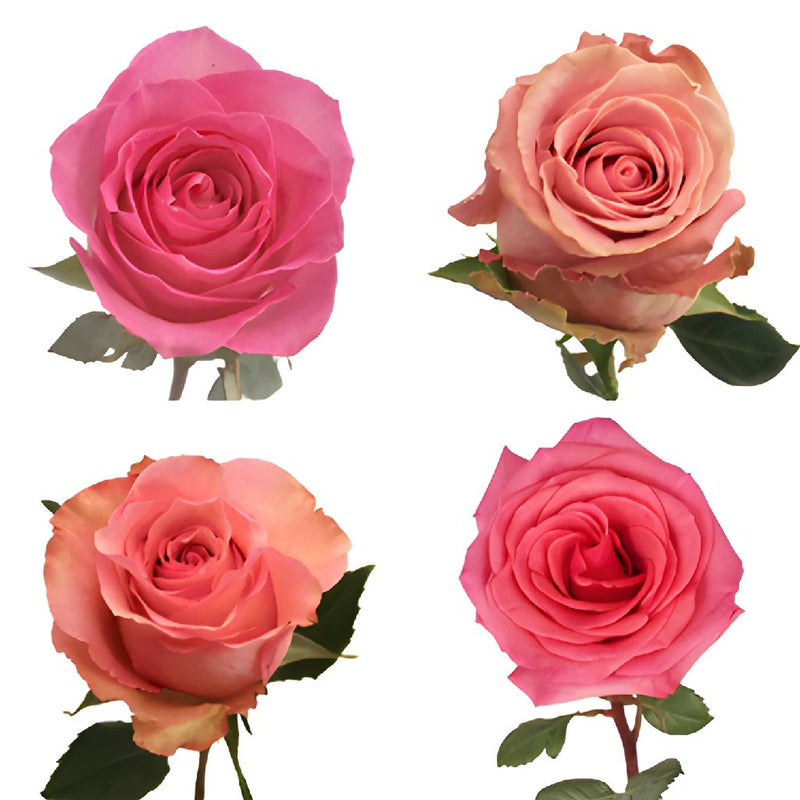 Standard Pink Roses
