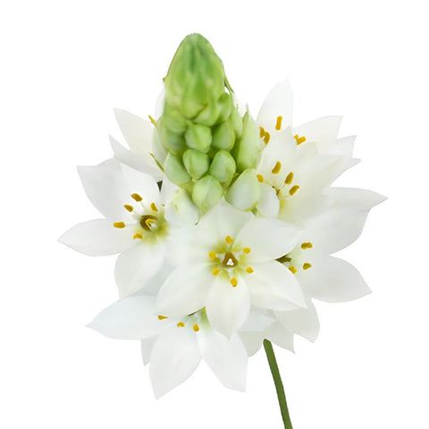 Star of Bethlehem White Flower