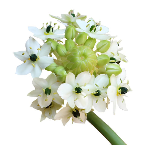 Arabacum Star of Bethlehem White Flower