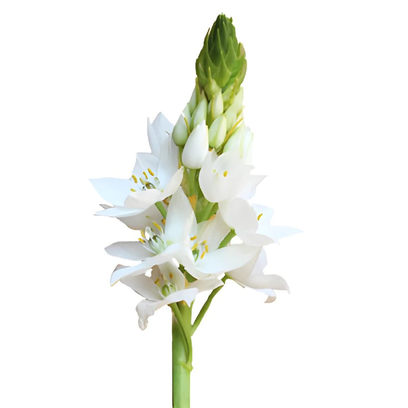 Star of Bethlehem White Flower