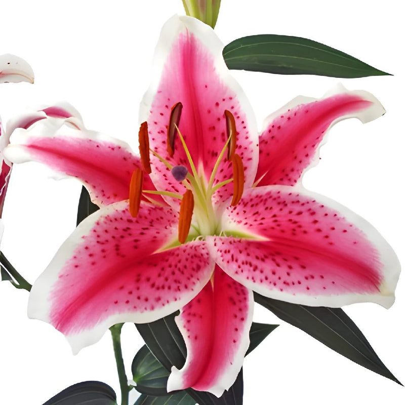 Pink Lily Bloom buy online