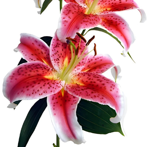 Stargazer Oriental Lily Bloom