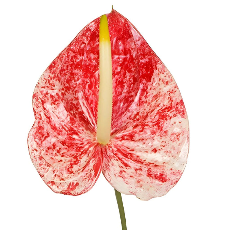 Anthurium Firecracker Tropical Flower