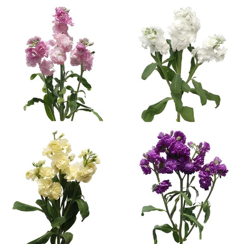 Stock Flower Assorted Colors Stem