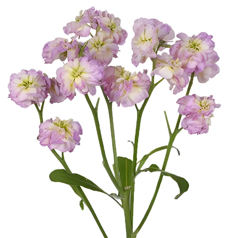 Stock Wholesale Flower Blush Spray Stem