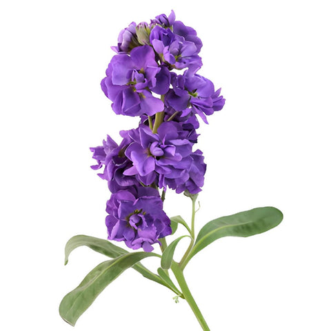 Stock Flower El Aleli Purple Stem