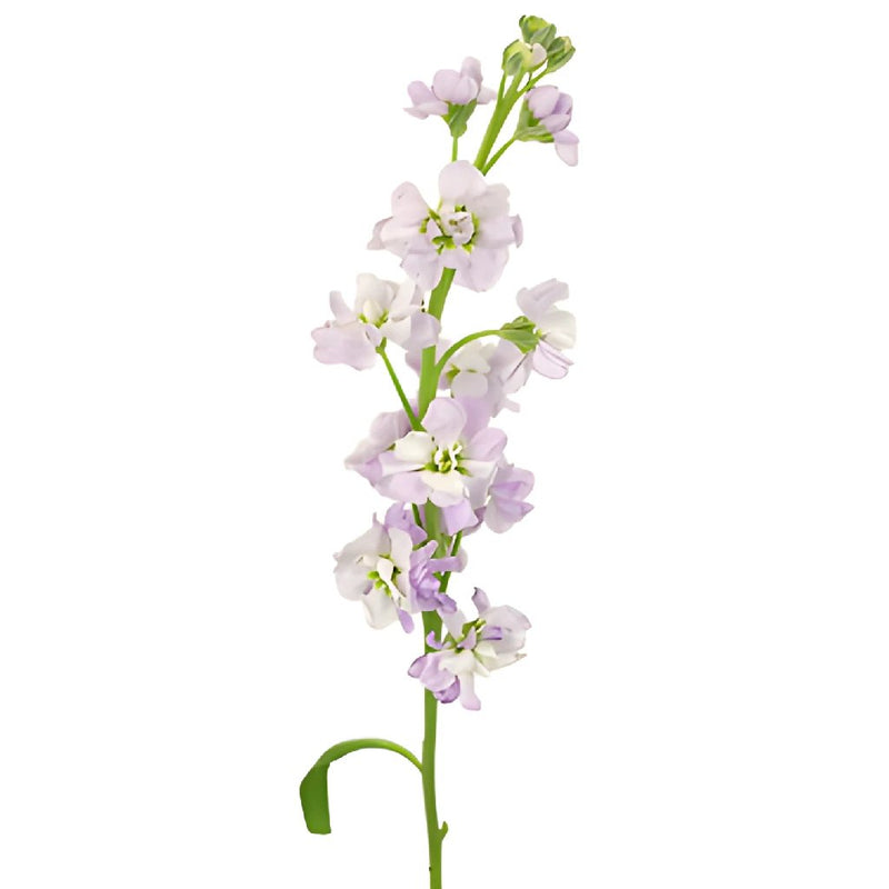 Stock Flower Lavender Blush Stem