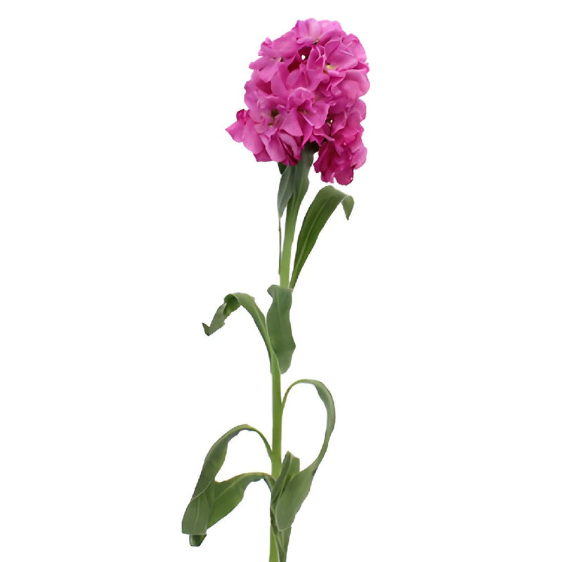 Stock Flowers Pacific Pink Stem