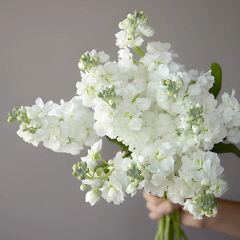 Stock Flower White Stem