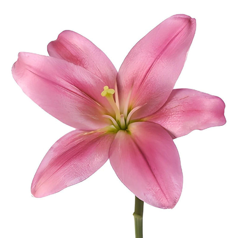 Sweet Satin Hybrid Lily