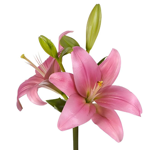 Sweet Satin Hybrid Lily