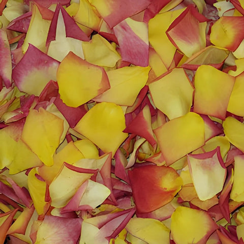 Sunset Colors Dried Rose Petals